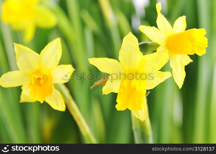 Yellow daffodils with stems and leaves in bunch