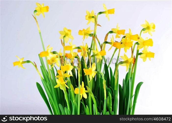 Yellow daffodils with stems and leaves in bunch