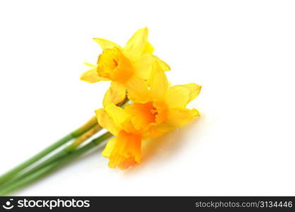 Yellow daffodils with stems in bunch