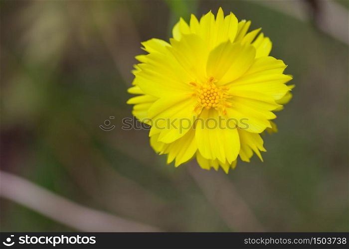 Yellow Dahlia Flower with Yellow Center
