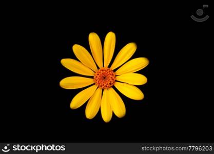 Yellow daisy (Bellis Perennis) on black isolated background