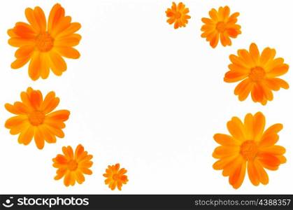 yellow daisy flower frame
