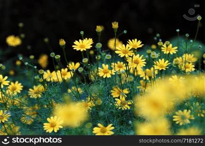 Yellow daisy flowers bloom vibrant at Da Lat ornamental garden on day, tiny flower in green leaf with blurred background