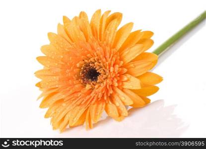 Yellow daisy-gerbera with water drops isolated on white