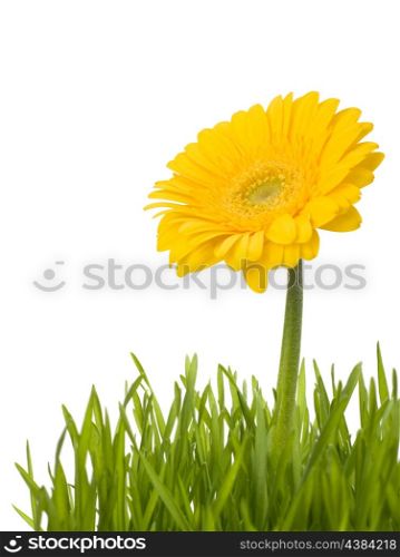 Yellow daisy in grass isolated on white background. Easter symbol.