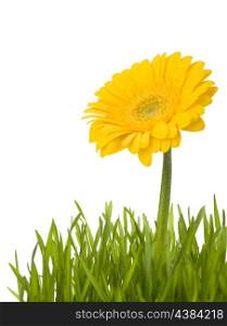Yellow daisy in grass isolated on white background. Easter symbol.