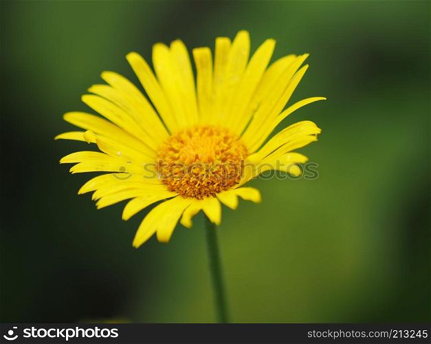 yellow daisy in the forest