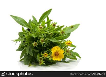 yellow daisy isolated on white with green leaves