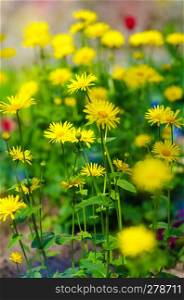 Yellow daisy meadow
