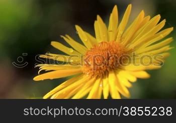 Yellow daisy with dew drops