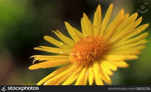 Yellow daisy with dew drops