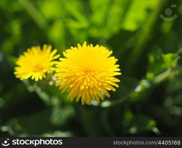 yellow dandelion