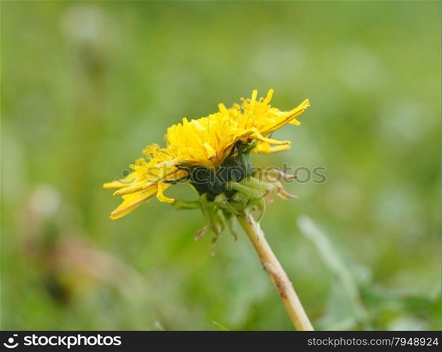 yellow dandelion