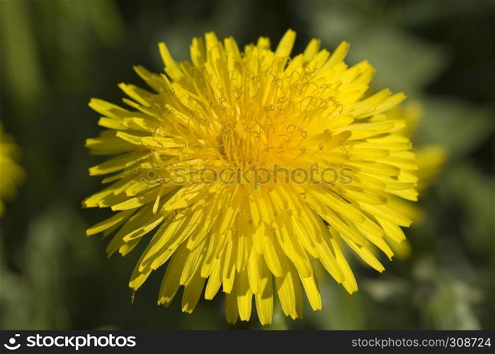 yellow dandelion against a background of a green field