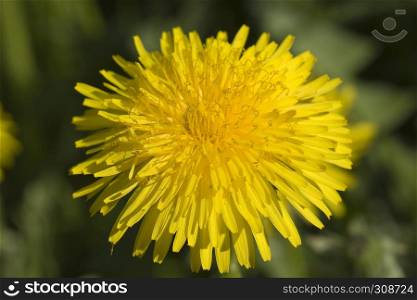 yellow dandelion against a background of a green field