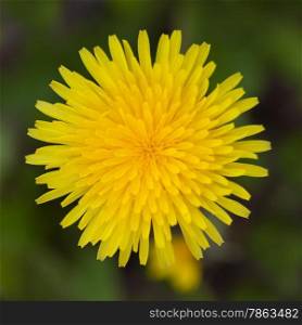 Yellow dandelion close up on grass. top view