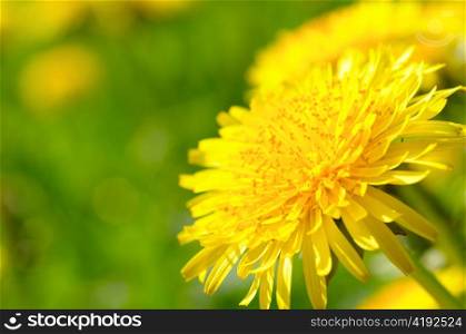 yellow dandelion closeup