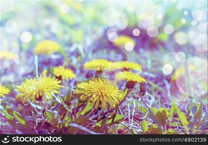yellow dandelion field flowers, close up, toned