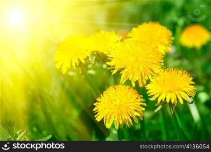 Yellow dandelion flower close up on sunlight background