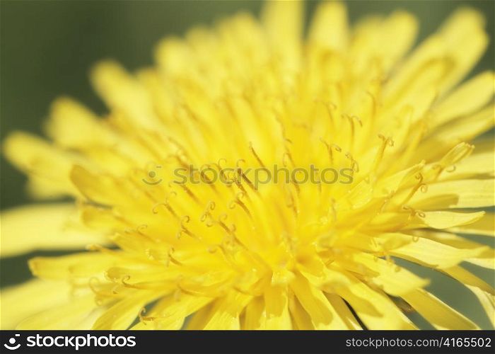 Yellow dandelion flower in closeup