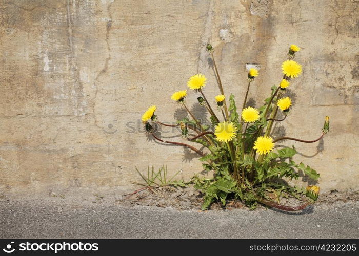 Yellow dandelion flowers growing trough asphalt in sunlight.