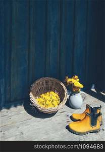 Yellow dandelion flowers in clay jug, heads in wicker bowl, rubber gardening ankle boots on blue wooden veranda background. Still life in rustic style. Daylight, hard shadows. Minimalism, art concept