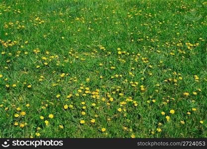 yellow dandelion flowers on green meadow background