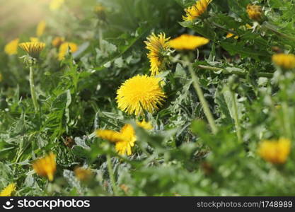 Yellow dandelion flowers  Taraxacum officinale . Dandelions field background on spring sunny day. Blooming dandelion.