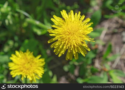 Yellow dandelion flowers with leaves in green grass, spring photo. Yellow dandelion flowers with leaves in green grass, spring photo.