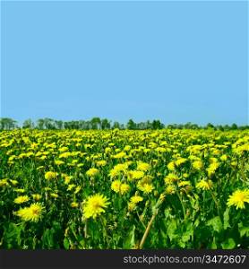 yellow dandelion green field nature background