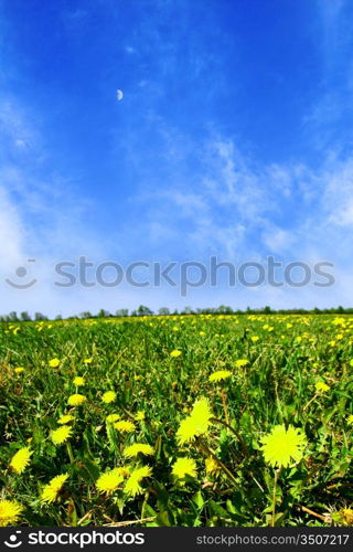 yellow dandelion green field nature background