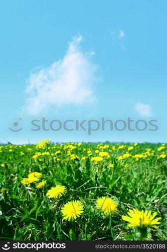 yellow dandelion green field nature background