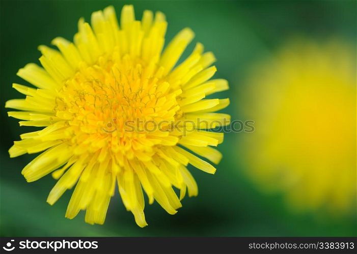 Yellow dandelion. Spring flowers blossoming on a bed
