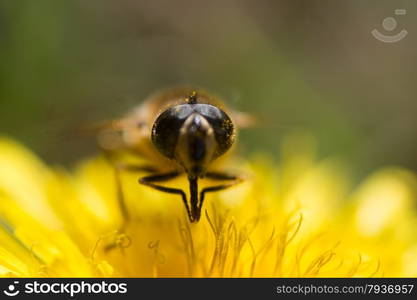 yellow dandelion with bee eating