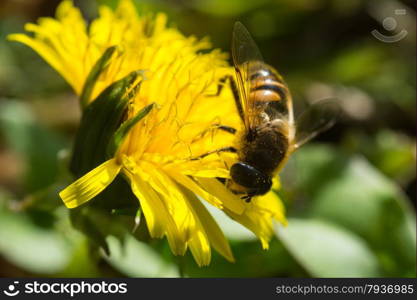 yellow dandelion with bee eating