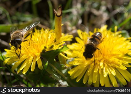 yellow dandelion with bee eating