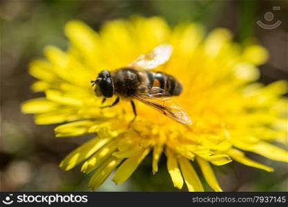yellow dandelion with bee eating