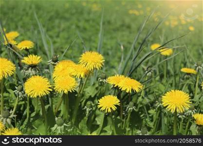 Yellow dandelions. Blooming dandelions in the spring on the background of a green lawn.