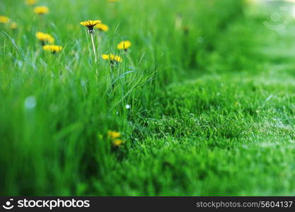 yellow dandelions blooming in spring field