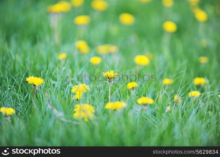yellow dandelions blooming in spring field