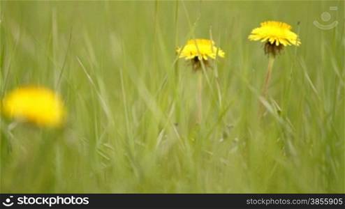Yellow dandelions in green grass