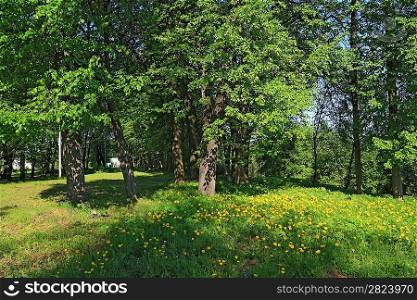 yellow dandelions in spring wood