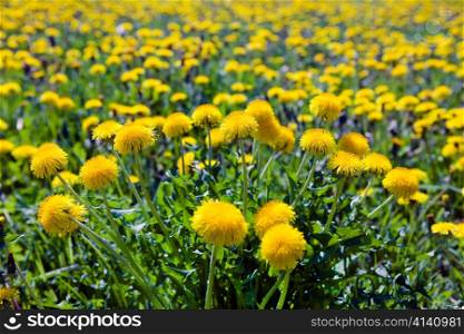 Yellow dandelions in the meadow clear solar summer&acute;s day