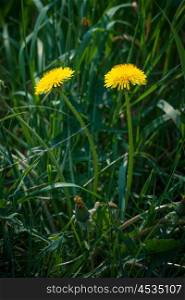 Yellow dandelions on a green field in the summer