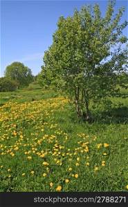 yellow dandelions on green field