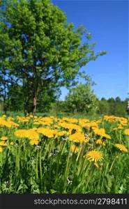 yellow dandelions on green field
