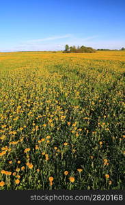 yellow dandelions on spring field