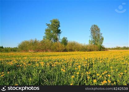 yellow dandelions on spring field