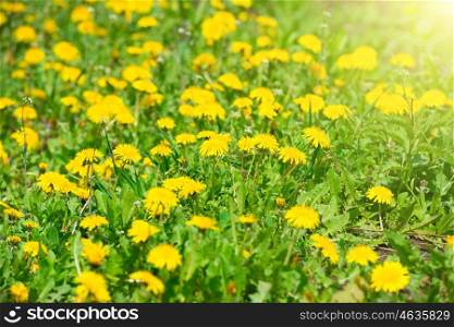 Yellow dandelions on the green field closeup in summer