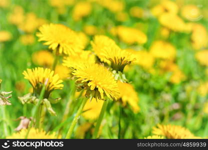 Yellow dandelions on the green field closeup in summer